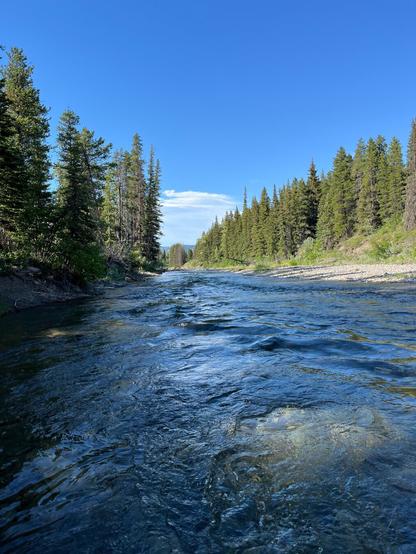 A clear river flows through a forested landscape, flanked by tall green pine trees under a bright blue sky with a few clouds.