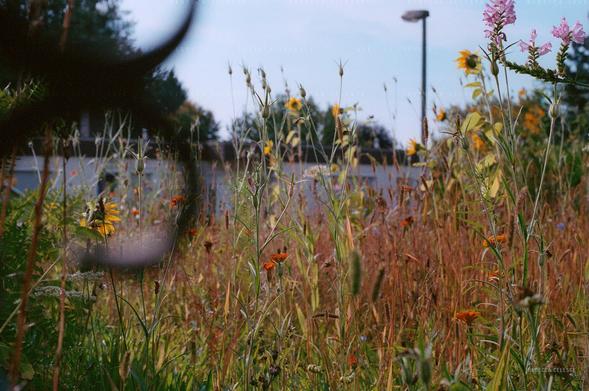 View of a wildflower meadow