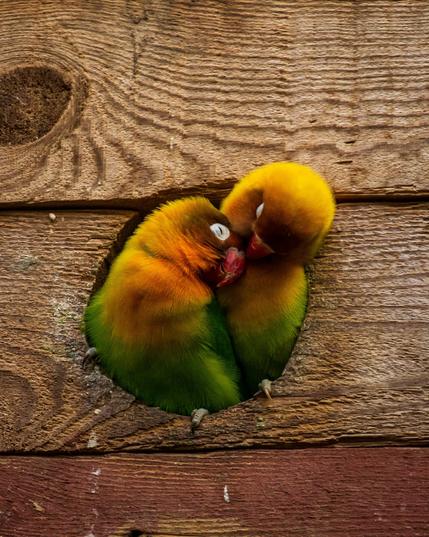 birds cozily snuggling together in a wooden birdhouse. we can see they are parotless which are orange, yellow, green colouring.