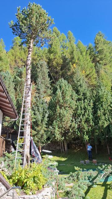 The image shows a tall pine tree being felled. A ladder is leaning against the tree, and a person is standing at the bottom holding a rope to help manage the process. Several smaller pine trees surround the area, and there are piles of branches on the ground. The setting appears to be in a forested area with lush greenery and a clear blue sky in the background.