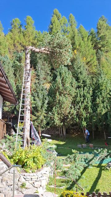 The image shows a tall pine tree being felled, while the top of the tree is in falling. A ladder is leaning against the tree, and a person is standing at the bottom holding a rope to help manage the process. Several smaller pine trees surround the area, and there are piles of branches on the ground. The setting appears to be in a forested area with lush greenery and a clear blue sky in the background.