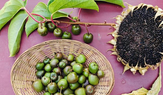 A small basket filled with kiwi-berries, a branch with a handful of berries on it, and to the right the drying head of a sunflower, with dark seeds