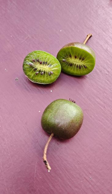 A cut mini-kiwi and an uncut one, on a dark burgundy red surface