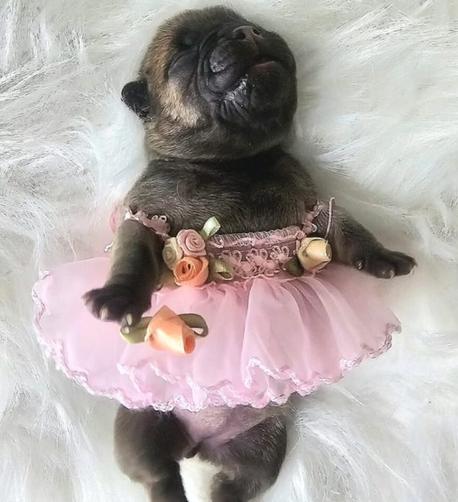A French bulldog puppy lies on her back wearing an elaborate fluffy tutu dress