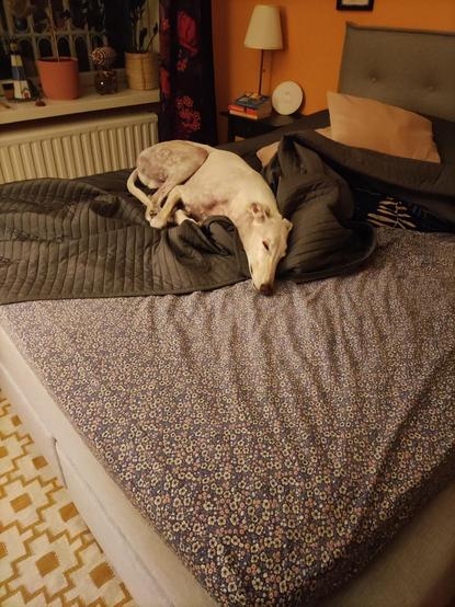 Valkoinen vinttikoira myllätyssä sängyssä