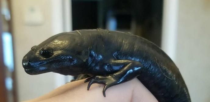 Ein ausgewachsenes, entwickeltes Axolotl. Kiemen sind weg, es lebt hauptsächlich an Land. Sieht aus wie ne schwarze Banane mit Gesicht und Füßen