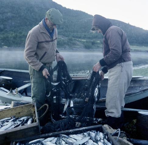 Two people are standing by a small wooden boat close to the shore on an early morning. They are holding a large fishing net that is filled with herring. In front of them, several wooden crates are also packed with herring, suggesting a successful catch.
The person on the left is dressed in a beige jacket, green pants, and a green cap. The person on the right wears a brown jacket, gray pants, and black boots. Both appear to be focused on their task.
Behind them, the water is calm, and the landscape features forested hills. The sky above is overcast, casting a soft, diffused light over the scene.