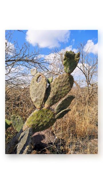 A pierced nopal in the wild