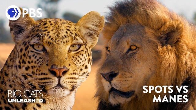 A leopard with distinctive spotted coat and a male lion with a full mane are shown side by side in golden lighting, with PBS branding and "Big Cats Unleashed" and "Spots vs Manes" text overlays.