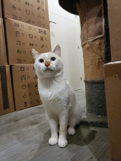 Ulises, un siamés redpoint que tenemos en agocida mira majestuosamente con su blanquísimo y suavérrimo pelaje desde el cuarto de estar, entre cajas.
