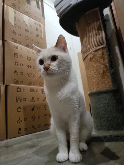 Ulises, un siamés redpoint que tenemos en agocida mira majestuosamente con su blanquísimo y suavérrimo pelaje desde el cuarto de estar, entre cajas. Está vez desde un ángulo más bajo