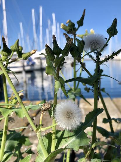 Wildblümchen nah aufgenommen, zwei flauschige Samenkugeln im Fokus. Im unscharfen Hintergrund sin Segelboote, Masten vor Himmelblau.