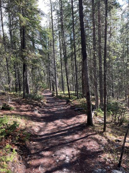 A winding dirt path through a lush forest, surrounded by tall pine trees and patches of greenery. Sunlight filters through the branches, creating a dappled light effect on the ground.
