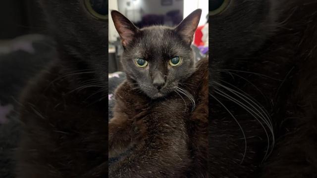 Happy fall from Manny Cat! 😻🍂🐈‍⬛🍁