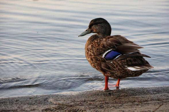 A close-up of a brown duck standing on the sandy edge of a body of water. The duck has a dark head, intricate brown and black feather patterns on its body, and a striking patch of iridescent blue with a white border visible on its wing. Its webbed feet are a vibrant orange-red. The water to its left is calm with subtle ripples, reflecting the soft, muted light of what appears to be dawn. The background beyond the water is blurred.