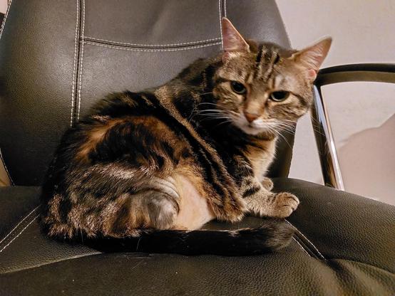 Fat Mousy