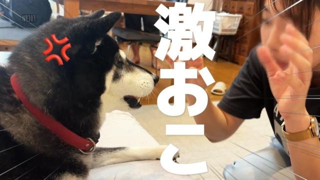 大好きなお姉ちゃんに騙されて、ブチギレる柴犬（№303）