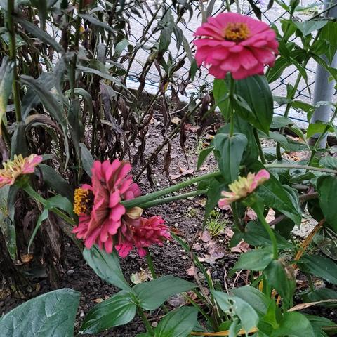 Pinkfarbene Zinnien