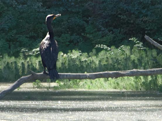 A cormorant sits on a fallen tree that sticks out of the water.