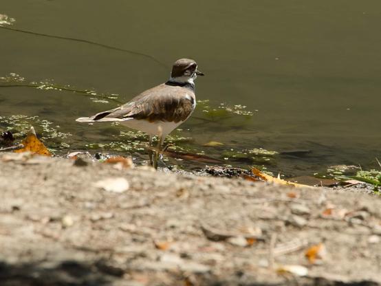 A plover with white rump and belly, brown back and head and black band around the neck and edge of the wings stands on the rocks near the water's edge.