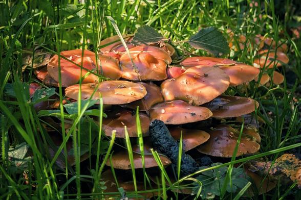 A close-up photograph of a cluster of light-coloured mushrooms with golden caps growing on a forest floor. They are surrounded by a bed of vibrant green moss and decaying brown leaves, with soft sunlight illuminating the scene.