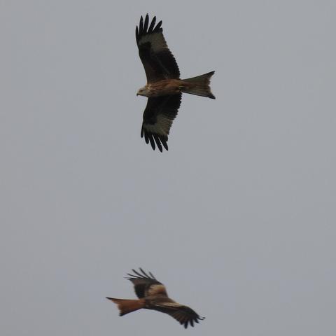 Two red kites circling - they’re facing opposite directions and you can see the topside of one and the underside of the other.