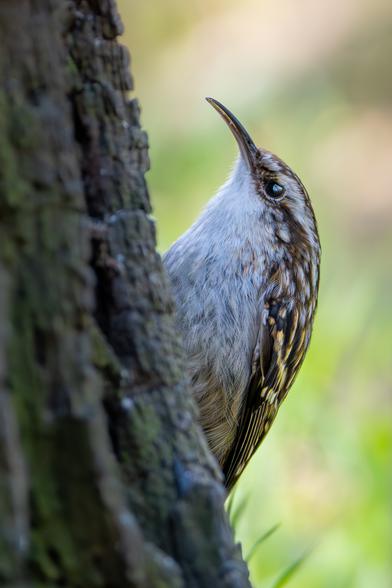 A Eurasian Treecreeper clings vertically to the bark of a tree, its slim, curved bill pointing upward. The bird’s plumage is mottled brown and white, blending well with the textured bark. Its eye is bright and alert, while the background is softly blurred in shades of green and beige, highlighting the bird against its natural woodland habitat.