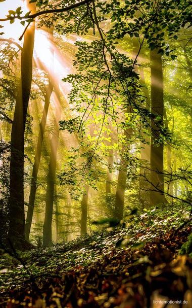 Spätsommerlicher, herbstlicher Wald, der Boden nach links hin abfallend,
die Strahlen der Morgensonne fallen von links oben in den Wald
Quelle: Lichtemotion, Pinterest