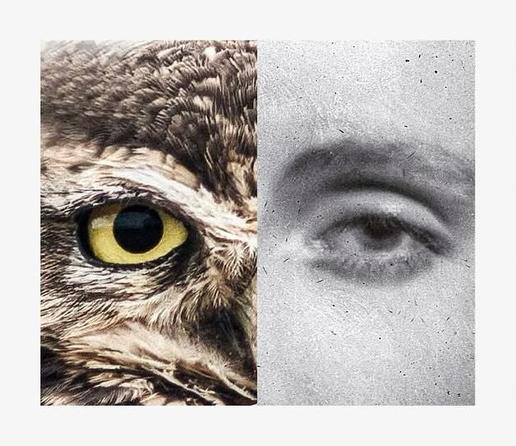 Kolaż zdjęcia oka kobiety i oka sowy.