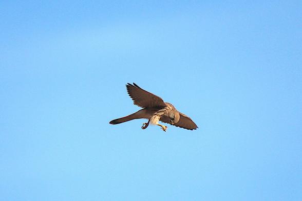 In the photo, against the blue sky, a falcon is flying high. You can see the silhouette of a small mouse on one of its paws. The falcon has its mouth open, ready to eat the mouse.