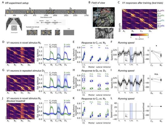 Figure 1: Mismatch neural responses to novel sensory inputs.