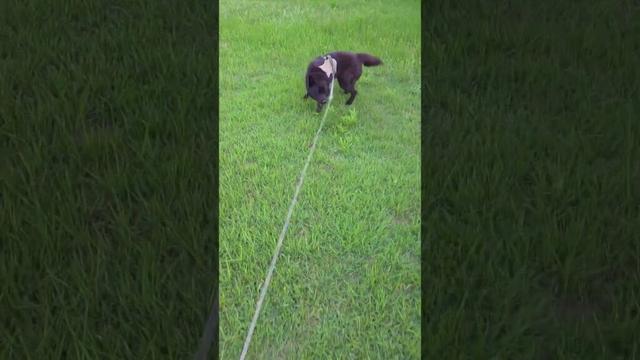 【甲斐犬】草を食べたい犬と、食べさせたくない飼い主の攻防