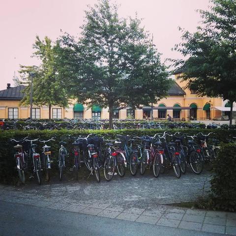 Picture from 2015. Rows of parked bicycles separated by hedges.