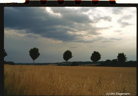 Sommer 2025 in der Bauernschaft Harle bei Coesfeld.