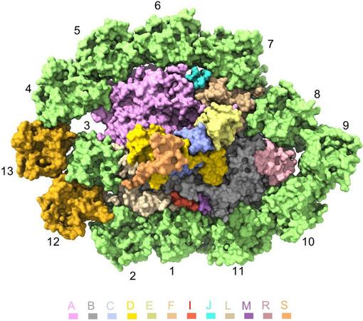 This 2.82 Å cryo-EM structure of Tribonema minus photosystem I reveals a unique assembly comprising 12 core subunits encircled by 13 light-harvesting antennae, and demonstrates conserved and divergent features compared to other red-lineage algae, highlighting its status as an evolutionary intermediate between red algae and diatoms.