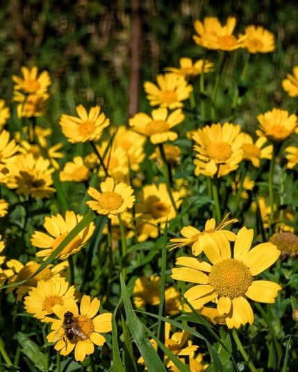 A close-up, top-down shot of a vibrant yellow daisy flower in a field, basking in warm sunlight. The golden centre of the flower is in focus, with a single honey bee visible, foraging for pollen. The petals and the surrounding meadow are gently blurred, creating a soft and dreamy effect.
