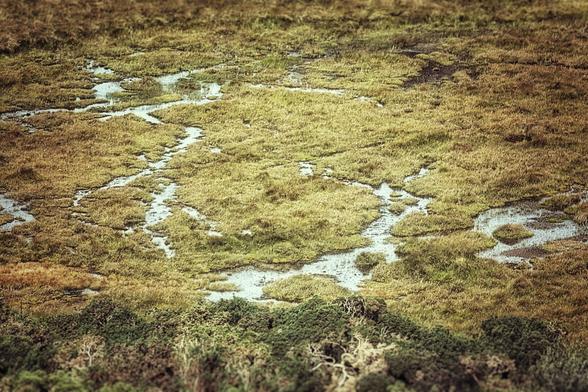 An overhead, a high-angle shot of a marshy landscape. The image is filled with a pattern of green and brown grasses and small streams of water weaving through the land. In the foreground, the image is bordered by a line of trees with a dark green canopy.