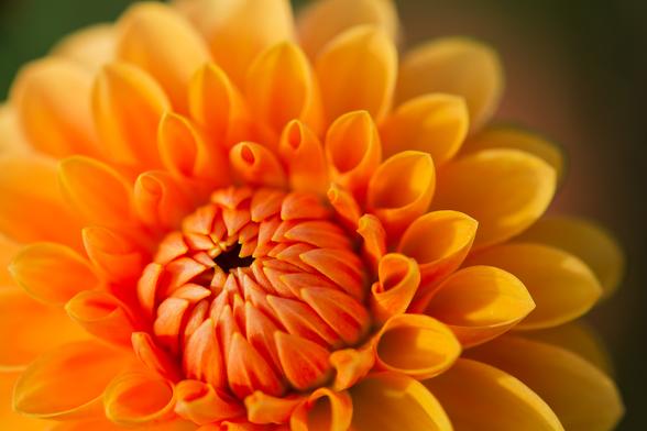 Nahaufnahme einer orangefarbenen Dahlienblüte mit dicht angeordneten, gewellten Blütenblättern.