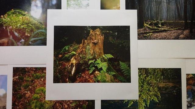 niektóre ze zdjęć z wystawy leżące jedno obok drugiego