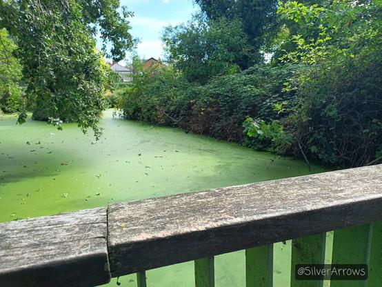 The moat, completely covered with algae to the point that a moorhen is walking over it
