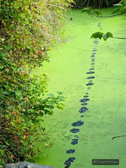 Bubbles in a line breaking through the algae in the moat. That may be the same moorhen in the background