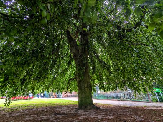 A majestic, old weeping beech tree with a thick, textured trunk stands prominently in the foreground. Its abundant green leaves cascade downwards, forming a dense canopy that almost touches the ground, creating a shadowy space beneath. In the background, hints of a path, vibrant red flowers, and other foliage are visible. The light appears to be filtering through the leaves from above, highlighting the rich green hues.