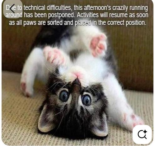 Because of difficulties, this afternoon's crazily running
 has been postponed. Activities will resume as soon
as all paws are sorted and placed in  the correct position.

Photo of tabby and white kitten on its back, looking at the camera, head upside down, back paws pointing over the head, on front leg forward and on the floor.