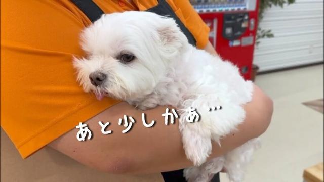 トリマーさんとのお別れが近づいてきて絶望する犬