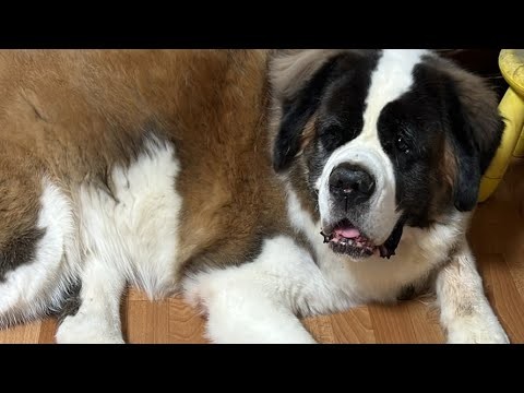 セントファミリーチャンネル がライブ配信中！