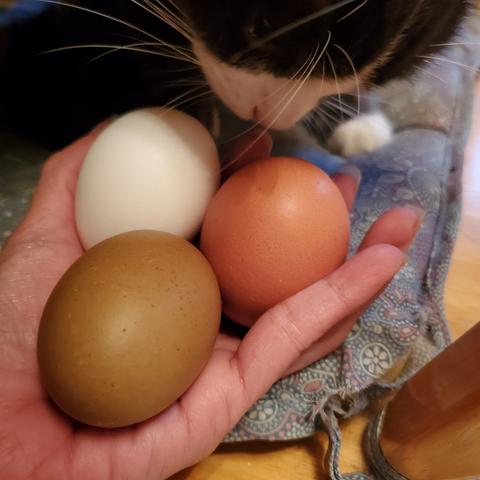 A hand holds three eggs of different colors; brown, white, and tan. A gray and white tuxedo cat sniffs eggs. The background shows a blue floral patterned, cushioned fabric chair pad.