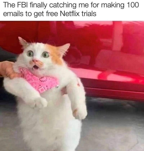 A white and orange comedically dressed in a folded bandana neck scarf. Captioned:  The FBI finally catching me for making 100 emails to get free Netflix neckerchiefs is being pulled by a human  looks shocked and cornered.
