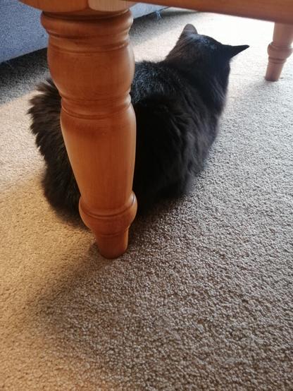 A floofy tuxedo cat loafs with her butt towards the camera, half under a wooden coffee table with fancy turned legs. Only black fur is visible. The aura of unimpressed-ness is nearly as solid as the cat.