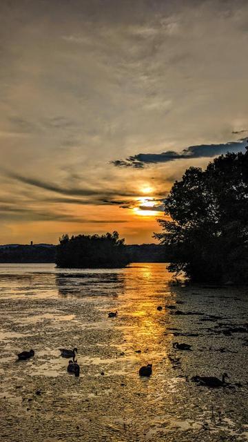 A subdued sunset, a sky filled with thin, hazy light gray clouds tinged with pale gold. Looking across a large lake. The sun is setting over the wooded far shore, a large bright blob of yellow behind the haze, staining the clouds just above the horizon orange. Ten Canadian geese are swimming and diving to feed in a lake speckled with hundreds of lily pads. The geese and all land features are mostly silhouetted in the dim backlight.