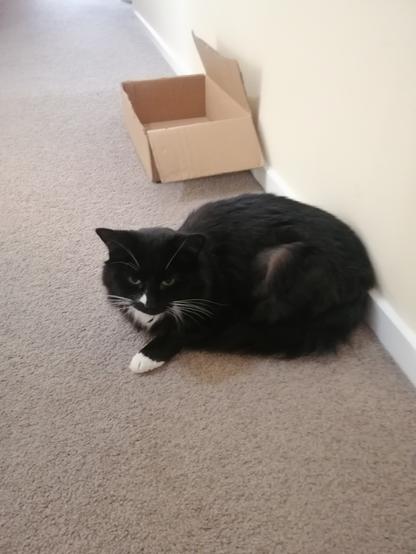 A floofy tuxedo cat loafs on beige carpet beside a small yet cat-size cardboard box.